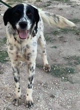 ALFI, Hund, Mischlingshund in Griechenland - Bild 9