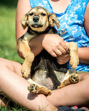 JILLY, Hund, Mischlingshund in Ungarn - Bild 1