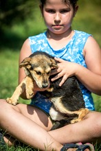 JILLY, Hund, Mischlingshund in Ungarn - Bild 2