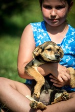 JILLY, Hund, Mischlingshund in Ungarn - Bild 4
