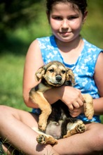 JILLY, Hund, Mischlingshund in Ungarn - Bild 7