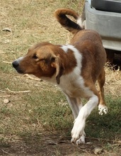 EVRY, Hund, Mischlingshund in Griechenland - Bild 10