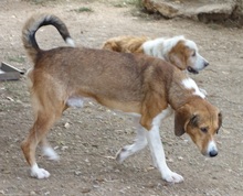 EVRY, Hund, Mischlingshund in Griechenland - Bild 11
