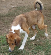 EVRY, Hund, Mischlingshund in Griechenland - Bild 12