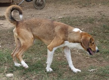 EVRY, Hund, Mischlingshund in Griechenland - Bild 13