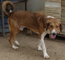 EVRY, Hund, Mischlingshund in Griechenland - Bild 3