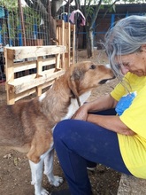 EVRY, Hund, Mischlingshund in Griechenland - Bild 8