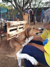 EVRY, Hund, Mischlingshund in Griechenland - Bild 9