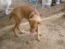 DIEGO, Hund, Mischlingshund in Griechenland - Bild 4