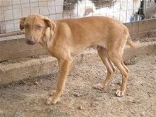 DIEGO, Hund, Mischlingshund in Griechenland - Bild 5
