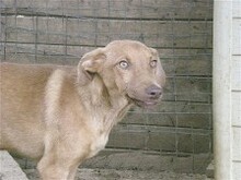 DIEGO, Hund, Mischlingshund in Griechenland - Bild 6