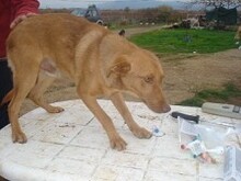 DIEGO, Hund, Mischlingshund in Griechenland - Bild 7