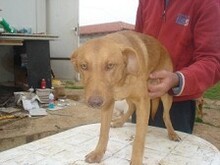 DIEGO, Hund, Mischlingshund in Griechenland - Bild 8