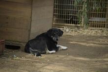 DOLLY, Hund, Mischlingshund in Ungarn - Bild 1