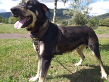 IRATI, Hund, Deutscher Schäferhund in Spanien - Bild 10