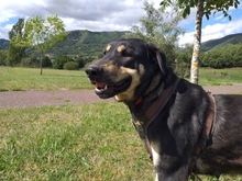 IRATI, Hund, Deutscher Schäferhund in Spanien - Bild 3