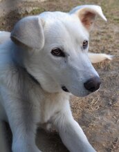 BENJI, Hund, Mischlingshund in Offenburg - Bild 10