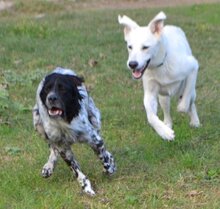 BENJI, Hund, Mischlingshund in Offenburg - Bild 12