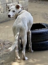 BENJI, Hund, Mischlingshund in Offenburg - Bild 18