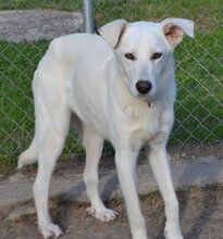 BENJI, Hund, Mischlingshund in Offenburg - Bild 2