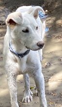 BENJI, Hund, Mischlingshund in Offenburg - Bild 20