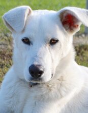 BENJI, Hund, Mischlingshund in Offenburg - Bild 3
