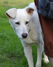 BENJI, Hund, Mischlingshund in Offenburg - Bild 5