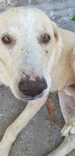 MANOLO, Hund, Labrador-Mix in Italien - Bild 1