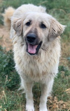 VENUS, Hund, Mischlingshund in Griechenland - Bild 3