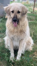 VENUS, Hund, Mischlingshund in Griechenland - Bild 6