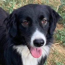 XIA, Hund, Mischlingshund in Griechenland - Bild 1