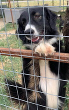 XIA, Hund, Mischlingshund in Griechenland - Bild 10
