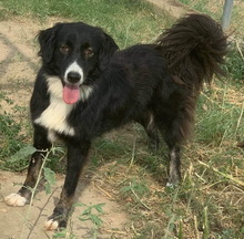 XIA, Hund, Mischlingshund in Griechenland - Bild 12