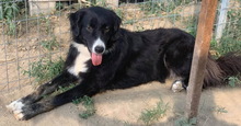 XIA, Hund, Mischlingshund in Griechenland - Bild 3