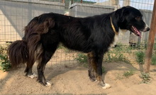 XIA, Hund, Mischlingshund in Griechenland - Bild 5