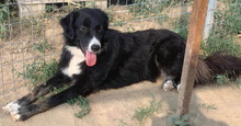 XIA, Hund, Mischlingshund in Griechenland - Bild 8