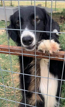 XIA, Hund, Mischlingshund in Griechenland - Bild 9