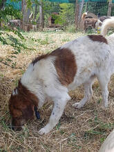 FITZY, Hund, Mischlingshund in Griechenland - Bild 12