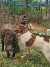 FITZY, Hund, Mischlingshund in Griechenland - Bild 5