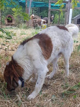 FITZY, Hund, Mischlingshund in Griechenland - Bild 7