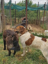 FITZY, Hund, Mischlingshund in Griechenland - Bild 8