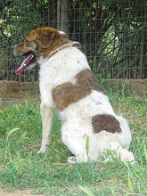 FITZY, Hund, Mischlingshund in Griechenland - Bild 9