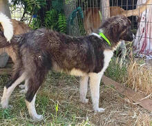 ALLI, Hund, Mischlingshund in Griechenland - Bild 4