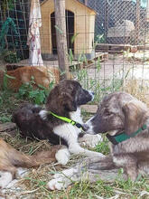 ALLI, Hund, Mischlingshund in Griechenland - Bild 7