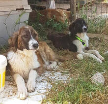 ALLI, Hund, Mischlingshund in Griechenland - Bild 8