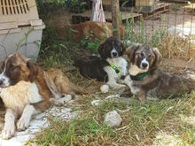 ALLI, Hund, Mischlingshund in Griechenland - Bild 9
