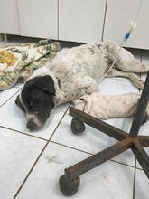 AIAS, Hund, Mischlingshund in Griechenland - Bild 10