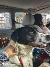 AIAS, Hund, Mischlingshund in Griechenland - Bild 12