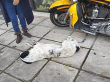 AIAS, Hund, Mischlingshund in Griechenland - Bild 6