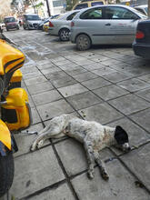 AIAS, Hund, Mischlingshund in Griechenland - Bild 8
